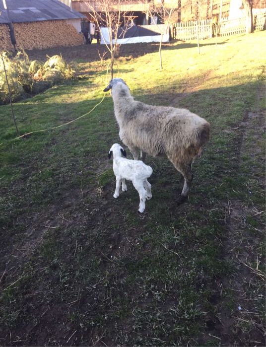 ПРОДАЮТЬСЯ Гісарські та Едельбаївські курдючні барани