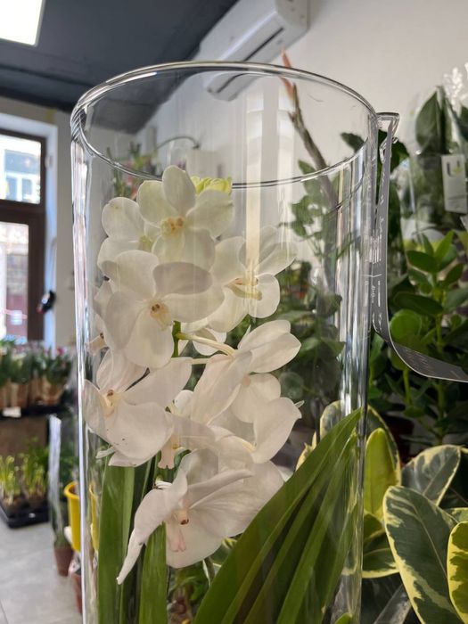 Ванда орхідея, Vanda