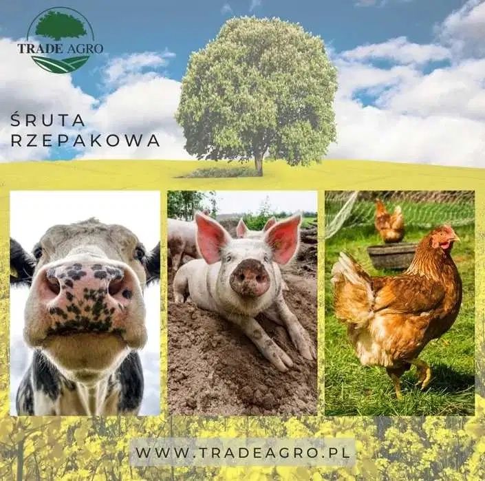 Śruta rzepakowa luz, Kruszwica