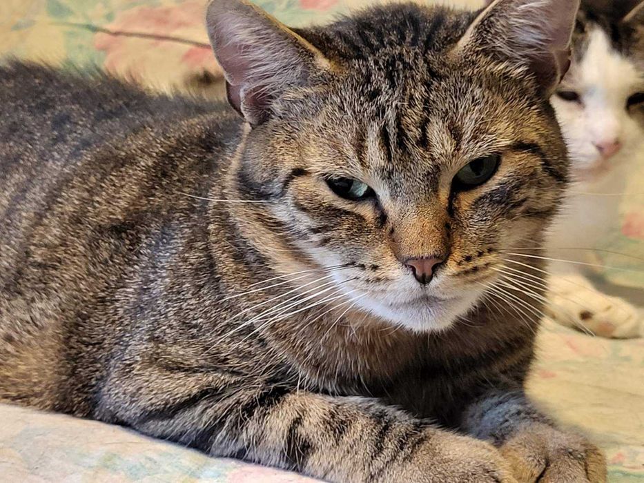 Malcolm - kotek do adopcji