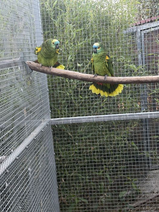 Casal Amazonas Aestivas Reprodutores