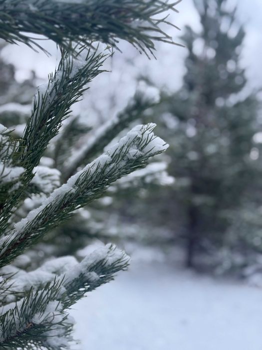 Оренда Тауну в комплексі, М Лісова, Лівий берег, ГЕНЕРАТОР БЕЗ КОМІСІІ