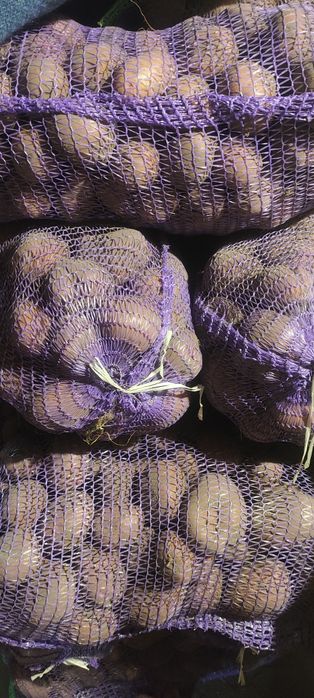 Картопля домашня