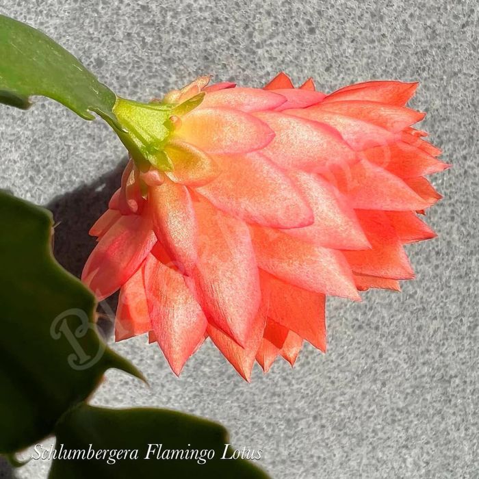 Schlumbergera Flaming lotus шлюмбергера різдвяник