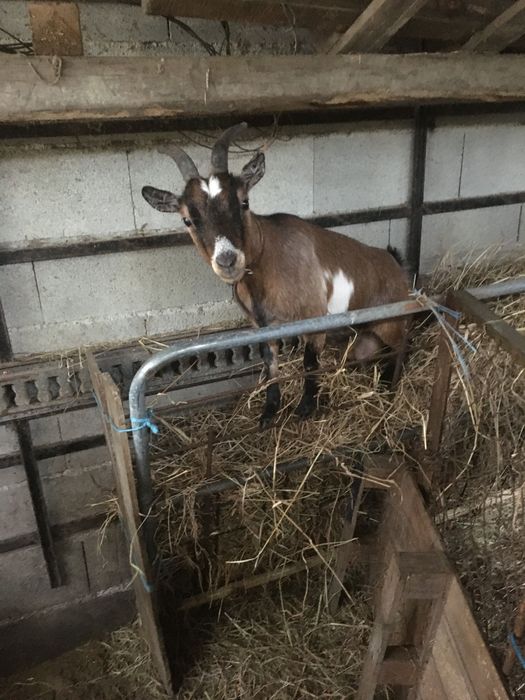 Cabra micro anã parida