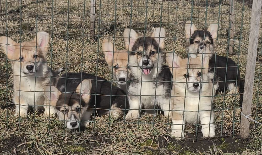 Вельш корги пемброк. Щенки.