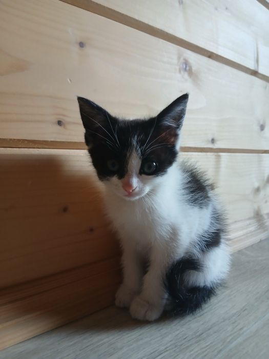 Віддаю котиків в хороші руки