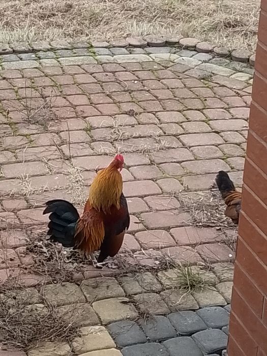 Karzełki holenderskie