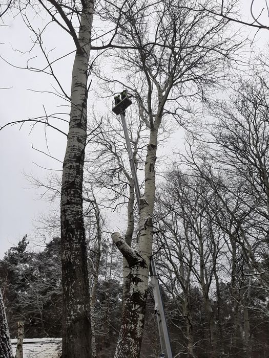 Wycinka, pielęgnacja drzew