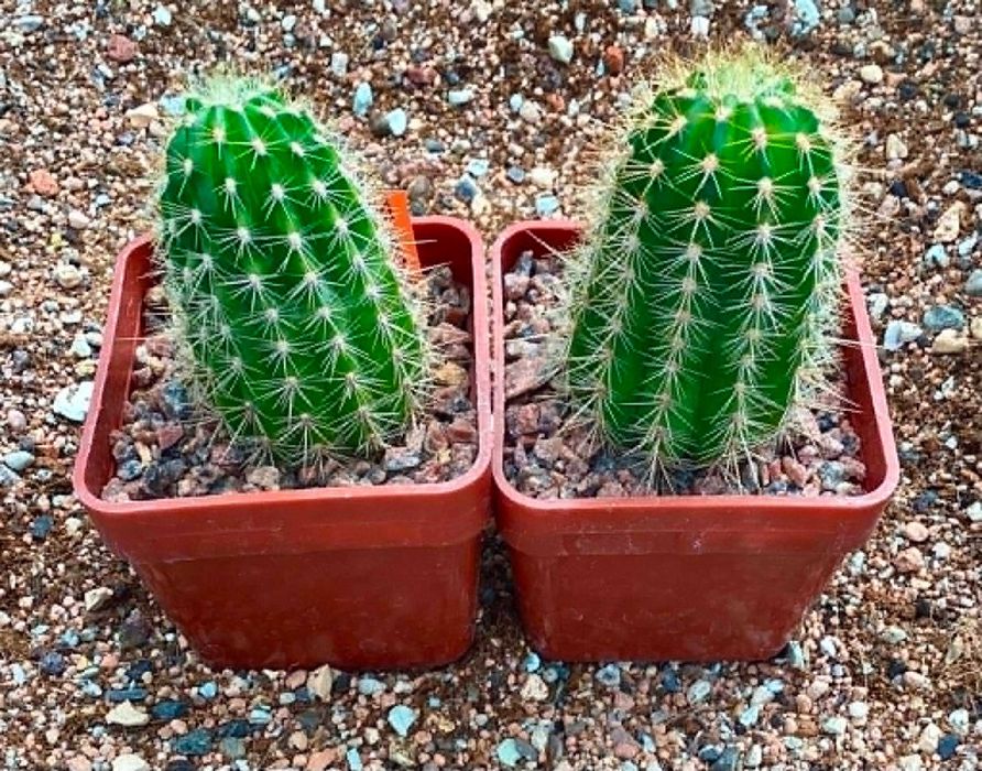 Trichocereus hybryda AW.02-2002 Wessner - kaktus 1 szt.