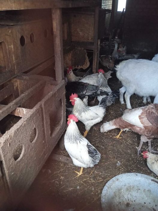 Продам півнів породи Майстер Грей