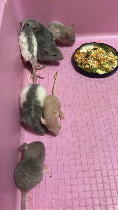 Щурики дамбо-рекс