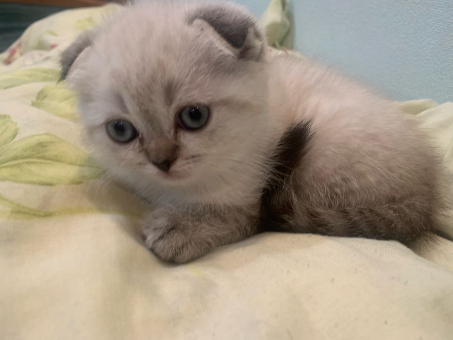 Кошенята шотландські