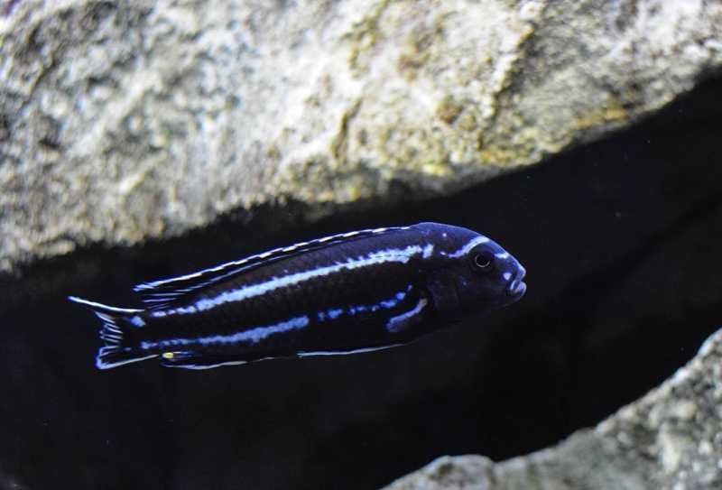 Maingano Ciclídeo Africano Malawi