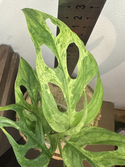 Монстера Monstera Adansonii Mint Indonesia.