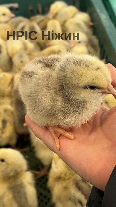 Домінант, Грізбар (щопонеділка) є доставка по Україні