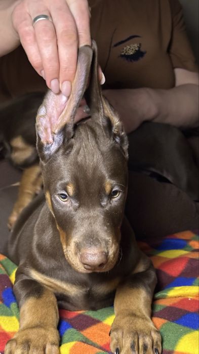 Продаются малыши добермана