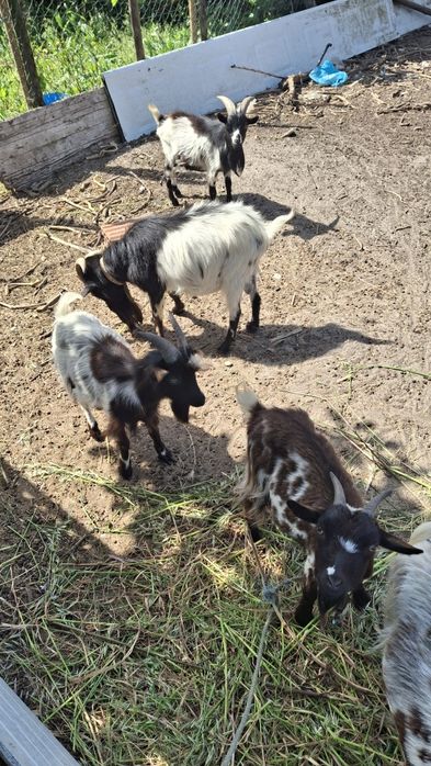 Lote Cabras Anãs
