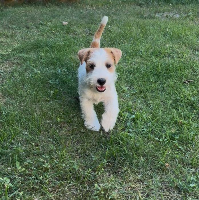 Juck Russell Terrier HODOWLA FCI ZKwP