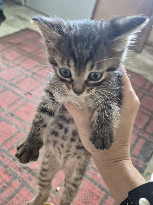 Отдам котят бесплатно