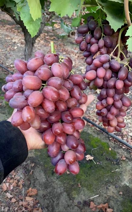 Саджанці винограду | Саженцы винограда | ОПТ | ЗКС | ВКС