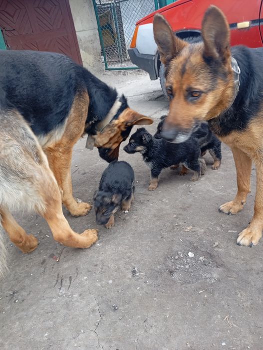 Німецька вівчарка