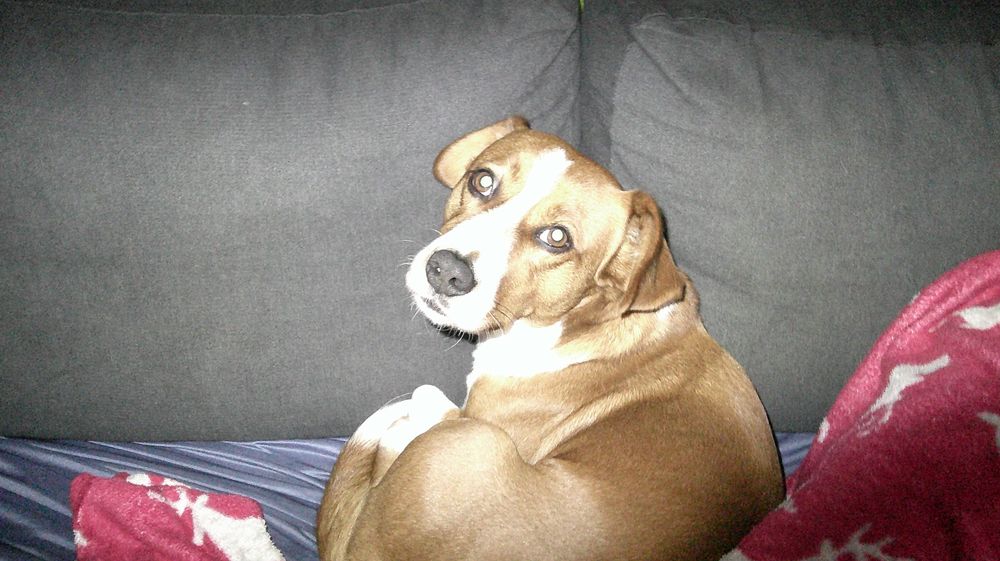 Procura-se um novo lar para o Zeus