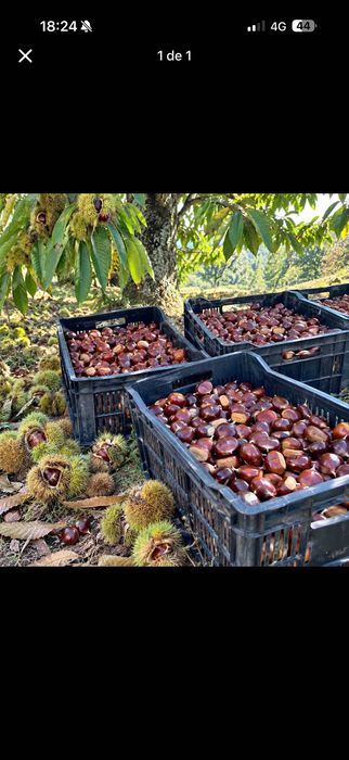 Castanhas de trás os montes