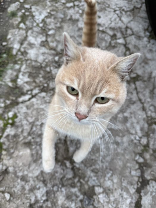 Бесплатно в добрые руки