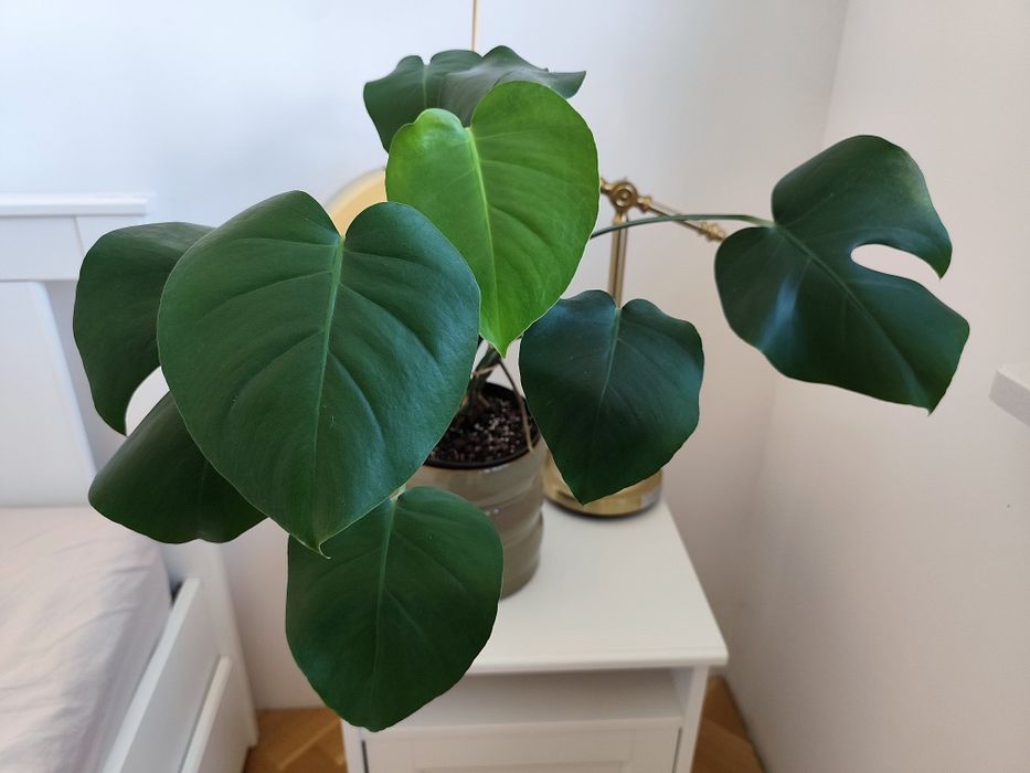 Monstera deliciosa XL ok. 60 cm