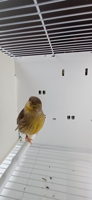 Kanarki Gloster samca nr 15 i samicę 32