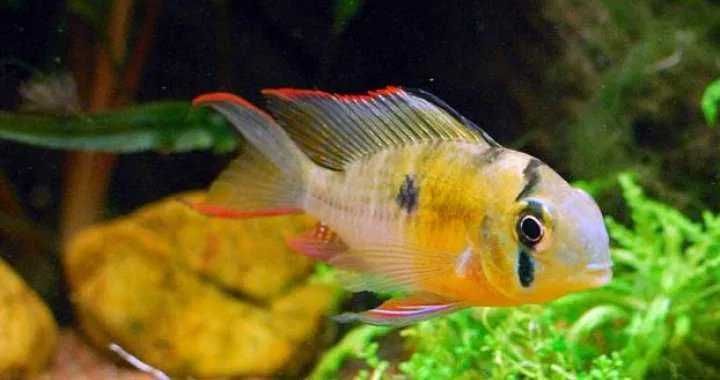 Pielęgniczka Boliwijska (Mikrogeophagus altispinosus) WYSYŁKA AKWAWIN