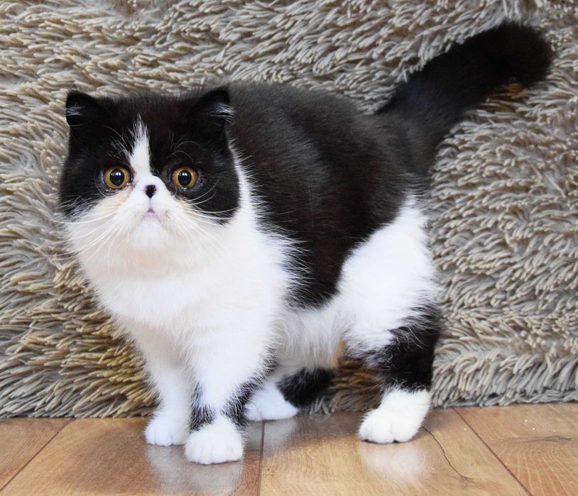 Kocurek egzotyczny krótkowłosy- egzotyk