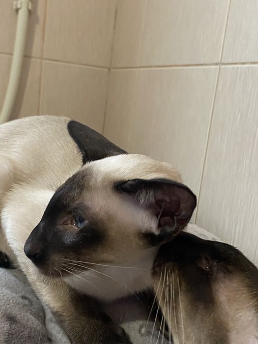 Орієнтальне кошеня, хлопчик Топчик