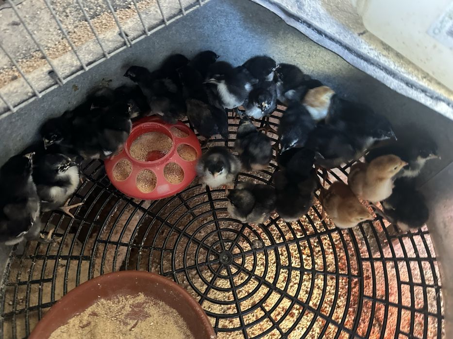 Pintos Jersey Gigante ,Maline e Rhode Island Red