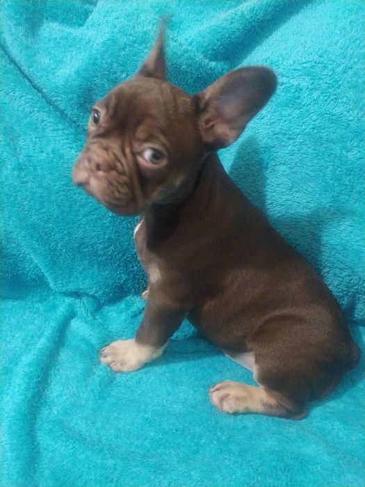 VIP  солодка дiвчинка Izabella