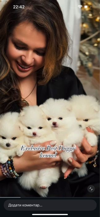 Супер найкраший подарунок. SUPER VIP mini цуценята померанські шпіци!
