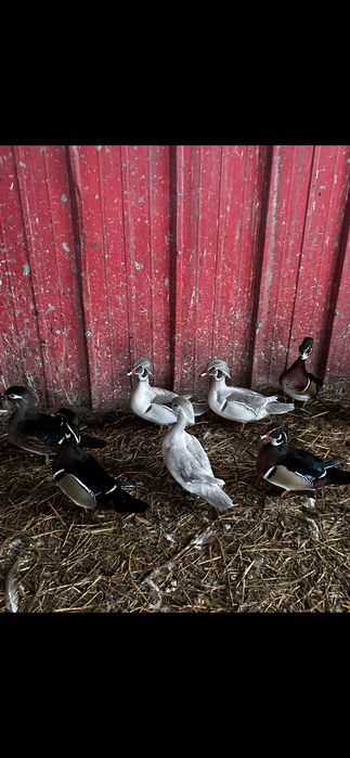 Pawie  czarnoskrzydłe i indyjskie młode i dorosłe. Karolinki. Łabędzie
