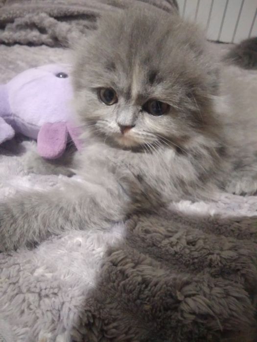 Шотландський абкрасуня