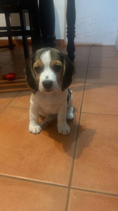 Beagle fêmea 2 meses