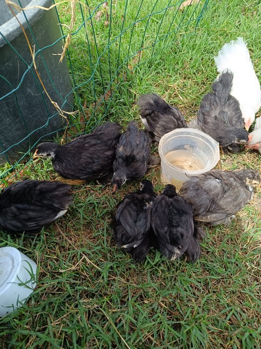 Pekins black e black mottled