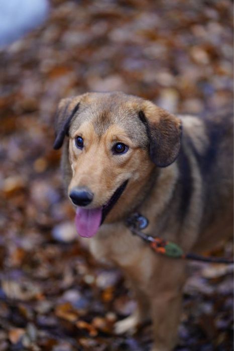 Дім  собачці, дівчинка Тая, її двали 0 шансів а вона змогла бігати
