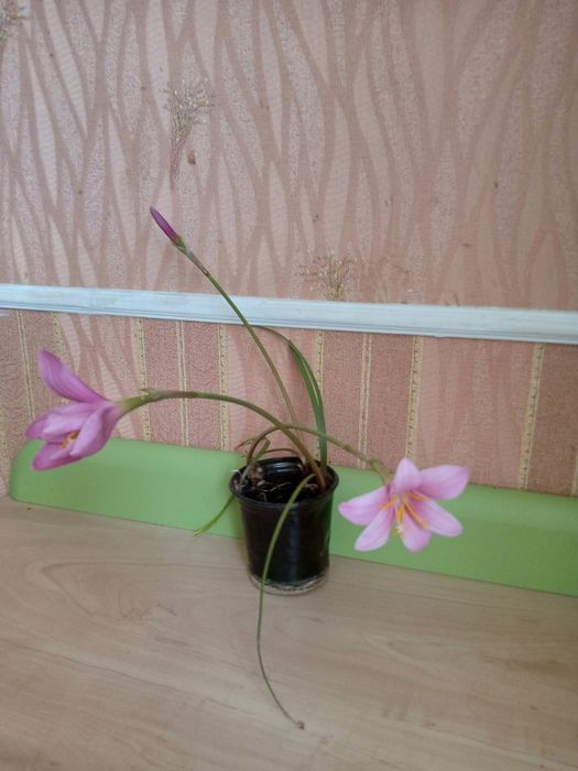 Зефірантес ( вискочка ) рожевий.