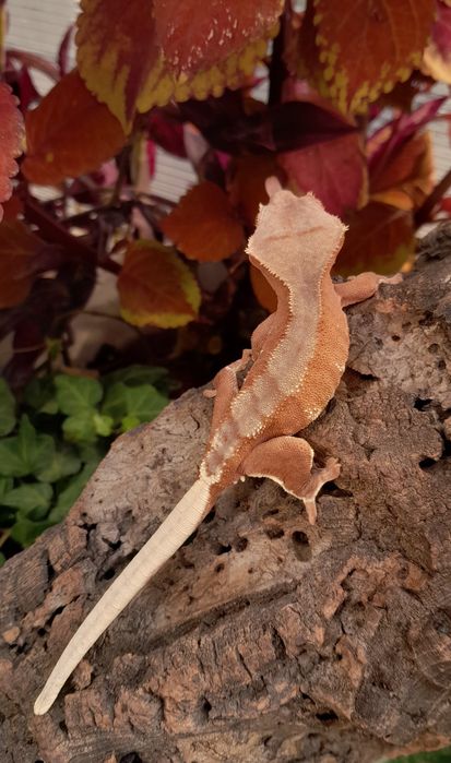 Gekon orzęsiony młody samiec red phantom lilly