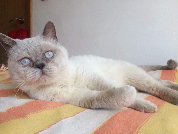Fêmea Scottish Fold Lilac Point