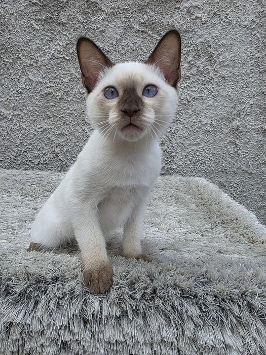 Тайский котенок мальчик