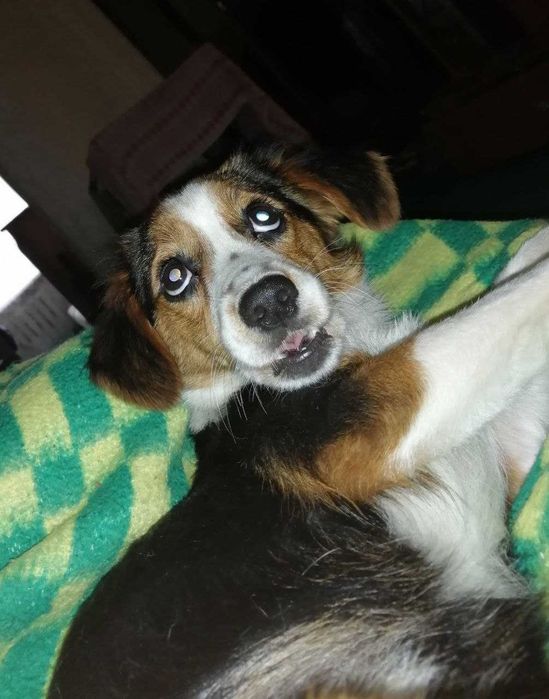 Здравствуйте, Я ищу любащего и ответственного хозяина для этой собачки