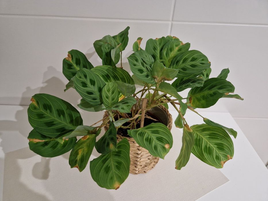 Maranta Light Veins / roślina doniczkowa 
Maranta Light Veins
Maranta