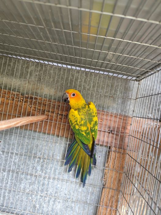 Troco fêmea aratinga sol ,2026 por macho do mesmo ano