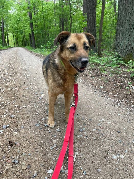 Kochany Gomez do adopcji